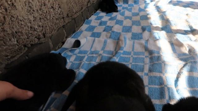 ПАПАНЯ???//открылись материнские чувства?//принимаем солнечные ванны смотреть онлайн