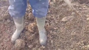 Собаки против крыс