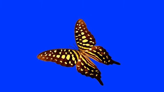 Бабочка_15 смотреть онлайн