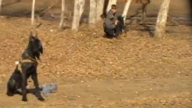 Подготовка к Русскому Рингу