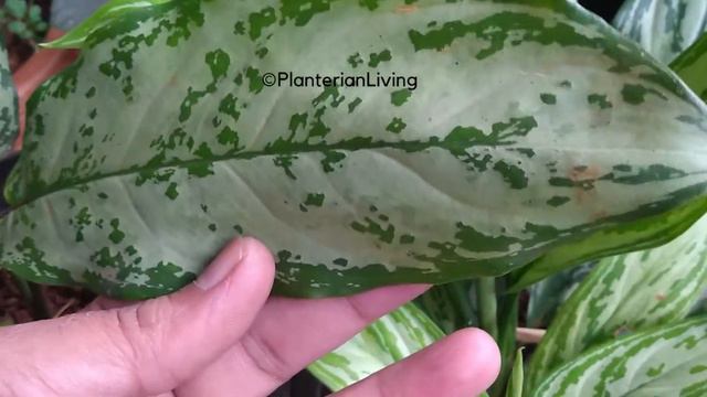 Silver queen and Silver king Aglaonema. смотреть онлайн