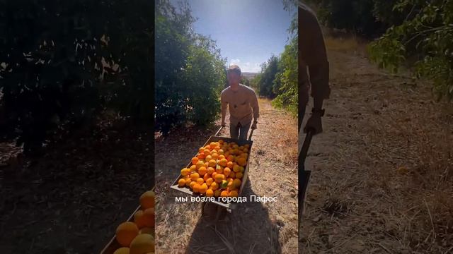 Здесь растут лучшие #апельсины которые, увы, нельзя попробовать в России. Киприотам самим не хватае