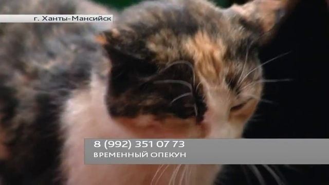 Трехцветная кошка ждет своих счастливых хозяев