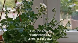 Обнаружила ТРИПСОВ на плющелистной пеларгонии. Чем обработала?| Вредители| 12.08.2022