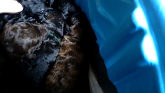 1 week old Goldendoodle Puppies смотреть онлайн