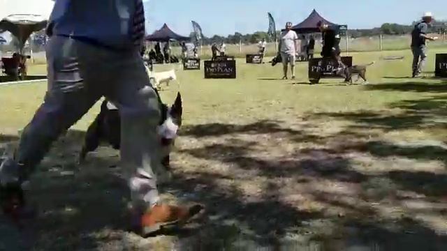 Héroes bull terrier. Neapolitan bull Floyd Maywheater jr. Mejor adulto limitada de la raza. смотреть онлайн