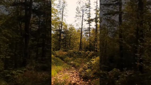 АМЕРИКАНСКИЙ СТАФФОРДШИРСКИЙ ТЕРЬЕР В ГОРАХ КАВКАЗА смотреть онлайн