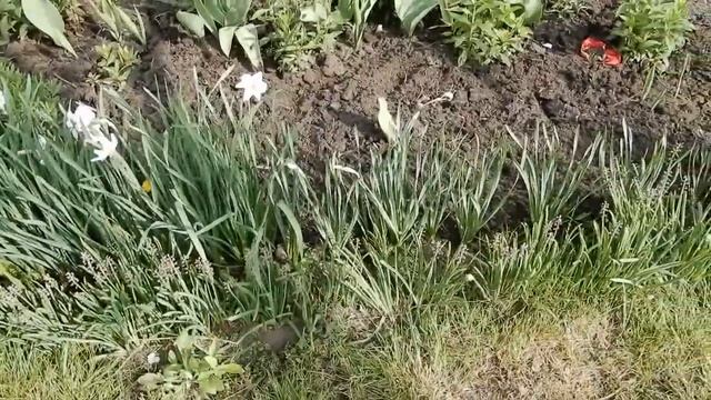 Полный обзор дачи на 1 мая (1 часть).Что как развивается. смотреть онлайн