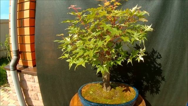 2020 лето бонсай клён веерный Acer palmatum Oridono nishiki смотреть онлайн