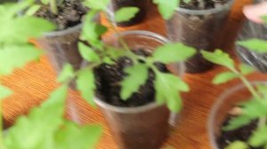 Торфяные или пластиковые стаканчики! что выбрать?  Т