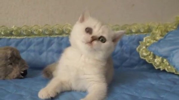 Sheron Prima Artistry-female ns25