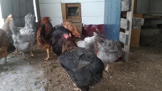 ПОМЕСЬ КУР " АМЕРАУКАНА С АРАУКАНАМИ"НЕСУТ ГОЛУБОЕ ЯЙЦО. смотреть онлайн