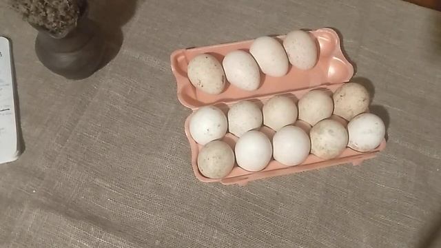 Где купить инкубационное яйцо породной индейки в 2021 г??? // С.Х.У смотреть онлайн