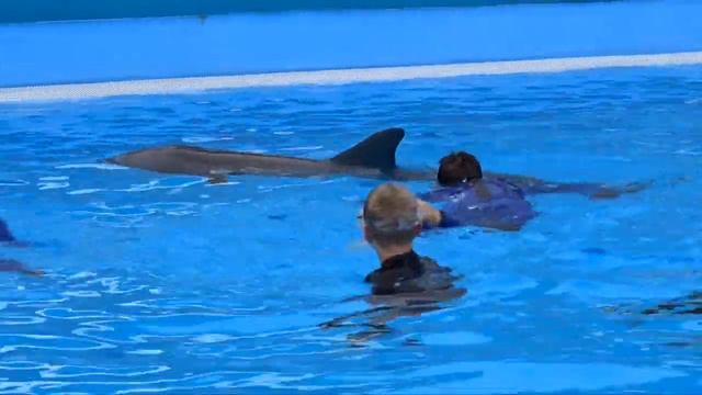 Swimming with Dolphins in Malta смотреть онлайн
