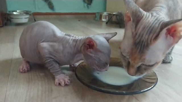 Мама кошка учит котёнка пить молоко смотреть онлайн