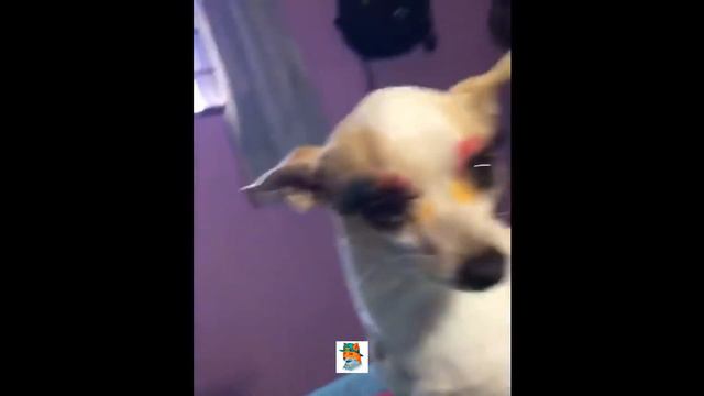 Подбор смешных животных | selection of funny animals смотреть онлайн