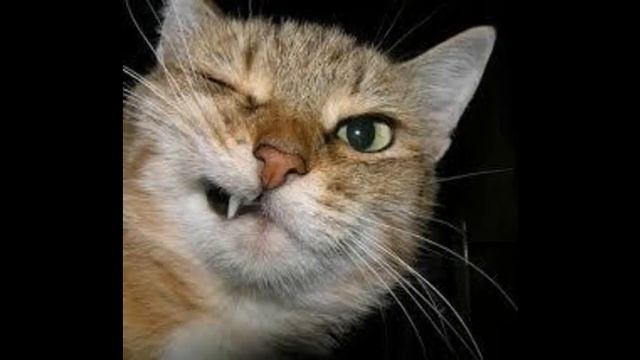 корм для кошек отзывы