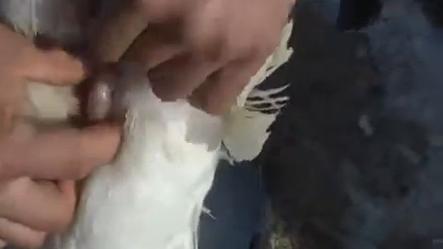 Как посмотреть по клоаке пол гуся смотреть онлайн