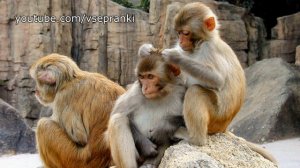 ДЦ - Целитель и макака-резус (Пранк, Дефективный Целитель, Блинков Святослав Викторович)