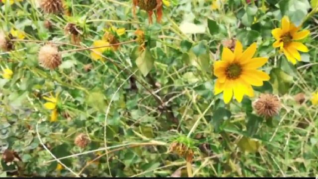 Maximilian Sunflower, Helianthus DalyiBritton