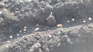 Посадка черешни из косточек часть1 23 октября 2017г.