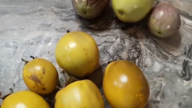 С каких БАКЛАЖАНОВ собирать семена и почему они горчат! смотреть онлайн