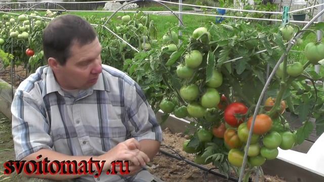 Как уйти от фитофторы смотреть онлайн