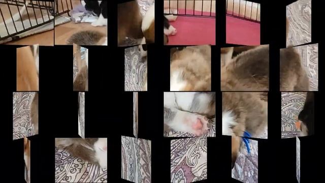 Фрай Винд Ф-помет, щенки вельш корги пемброк, возраст 19 дней смотреть онлайн