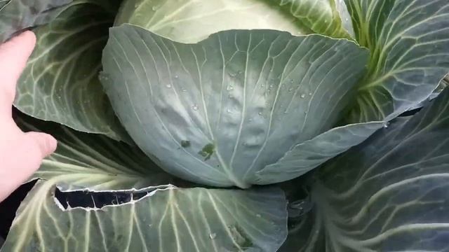 Огромная капуста от француза,сорт Центурион смотреть онлайн