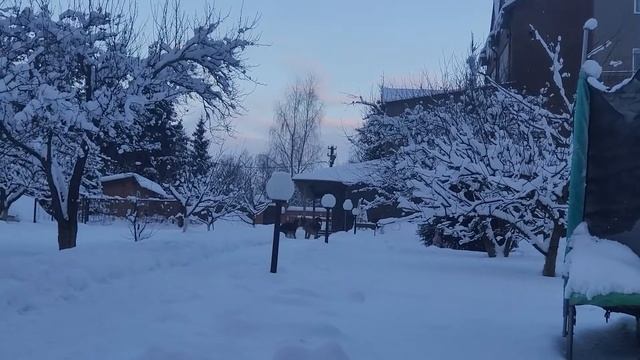 Щенки немецкой овчарки Вектор и Верна, 5 месяцев, игра, январь2021 смотреть онлайн