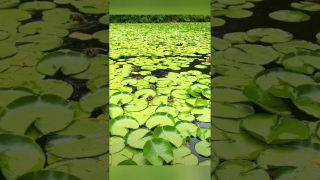 Детский сад ? на кувшинках ? bayoun.ru #утята #природа #животные #приколы смотреть онлайн
