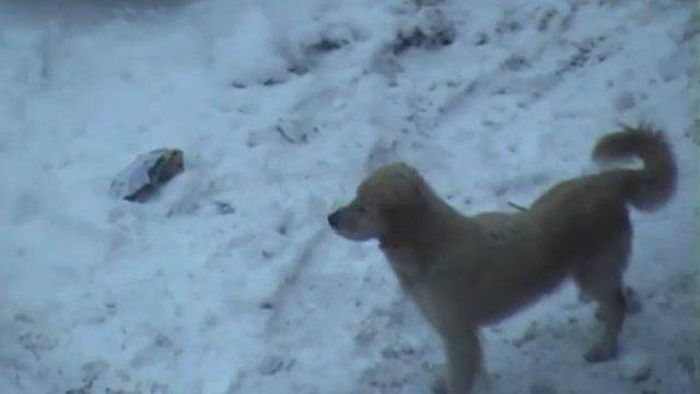 Возможно эту собаку разыскивают !!!!!!!!! смотреть онлайн