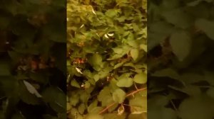 Малина ремонтантная Недосягаемая