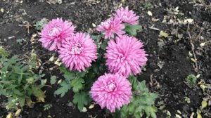 ЦВЕТЕНИЕ ПОЗДНИХ СОРТОВ ХРИЗАНТЕМ.КАК УСКОРИТЬ ЦВЕТЕНИЕ.ПОЧЕМУ НЕ ЗАЦВЕТАЕТ ХРИЗАНТЕМА.