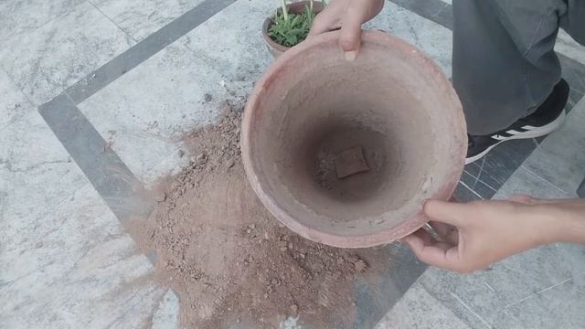 beauty of MIRABILIS JALAPA ( four o'clock ) plant, repotting & care смотреть онлайн