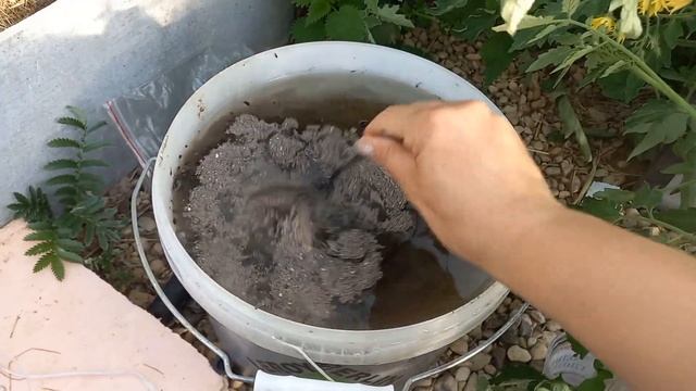 Супер подкормка для перцев. смотреть онлайн