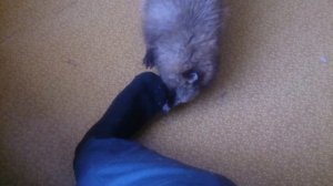 Домашняя енотовидная собака