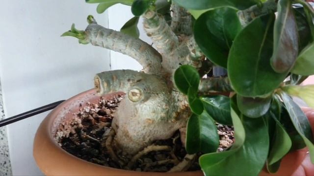 Адениум Chai Lai Превосходный Цветок! А кому-то досталось 4 лепестка ) смотреть онлайн