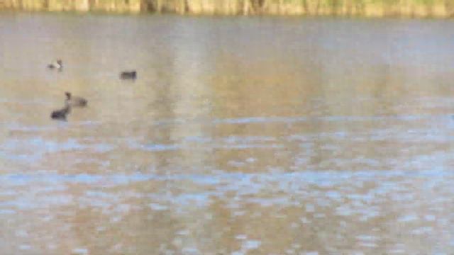 Утки. (утка лысуха) смотреть онлайн