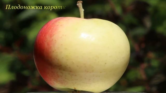 Яблоня Супер прекос (Malus domestica Super prekos, Apple Super prekos) смотреть онлайн