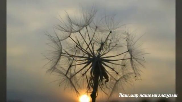 фото охота за цветами