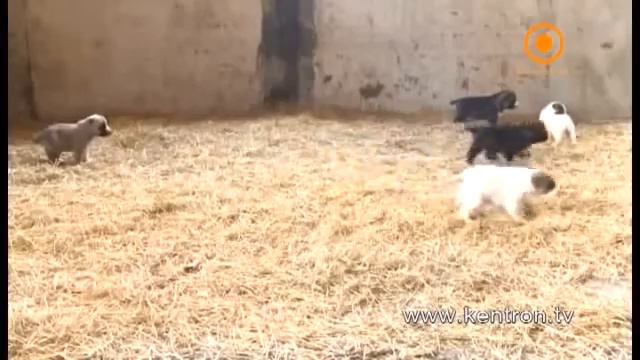 Армянский волкодав гампр смотреть онлайн