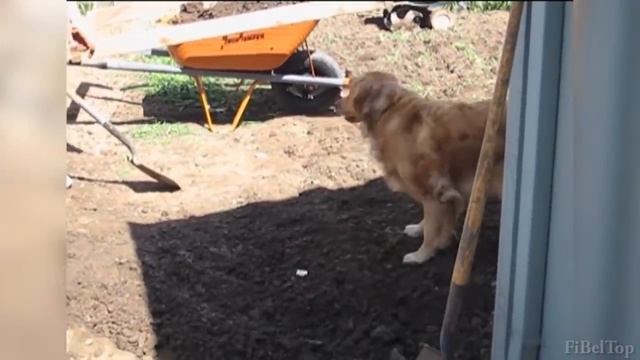 Смешные видео с животными под хорошую музыку.mp4 смотреть онлайн