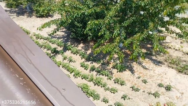 Сколько может простоять КРАШЕНЫЙ ШИФЕР ? смотреть онлайн