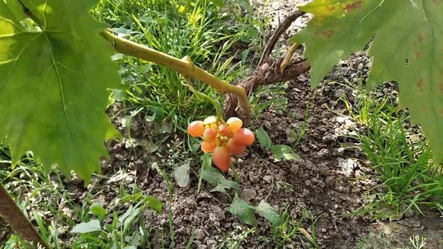 Криптон смотреть онлайн