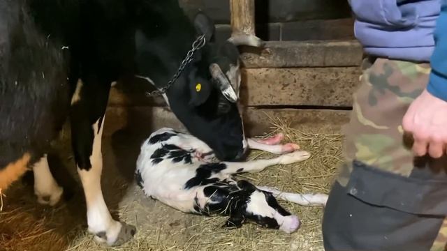 Ура! ОТЁЛ СТАРОЙ КОРОВЫ!