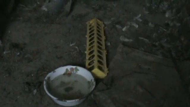 Голубь в курятнике . смотреть онлайн