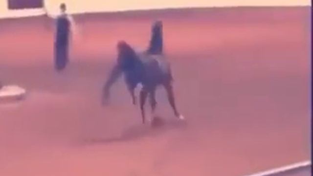 От этого Коня люди сходят с ума😍😍 смотреть онлайн