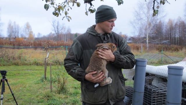 КУДА ДЕТЬ 50 КРОЛИКОВ? ОПТИМИЗАЦИЯ У ДОМА В ДЕРЕВНЕ смотреть онлайн