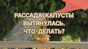 Если рассада капусты ВЫТЯНУЛАСЬ! ЧТО ДЕЛАТЬ